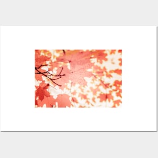 Soft light red maple leaves in autumn season Posters and Art